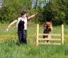 Activ Dogs Dog Training Center