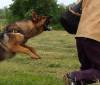 Activ Dogs Dog Training Center