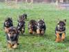 Activ Dogs Dog Training Center
